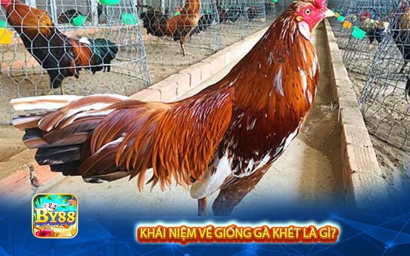 Khái niệm về giống gà Khét là gì?